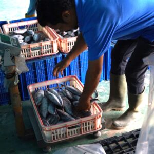 Proses Pemilihan Ikan